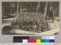 Bed of leopard lillies at Wade Sturgeon's sawmill, near Sebastopol, California. June 4, 1926