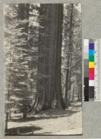 One of the giant Sequoias near Redwood Bowl, summit of Redwood Mountain. July 1928. Metcalf