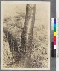 Betula piperi Nels. A. A. [Arnold Arboretum] 5176