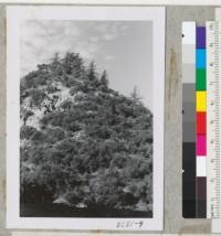 Big Cone Spruce, Pseudotsuga macrocarpa, against sky above Cuyama on Highway 399 with scrub oak, pinon and desert juniper. Metcalf. October 1952