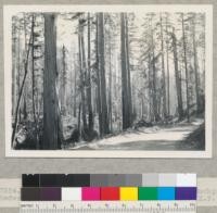 Redwood Region. Selective logging. Rockport Redwood Co. Below circular mill. 10-2-43. E.F