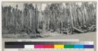 Redwood Region. Selective logging by Holmes Eureka Lumber Company, Salmon Creek, Humboldt County near Fortuna, California. Panorama of 3 photos. A stand of mixed very old and large timber and smaller 250-300 year old timber of white fir and redwood. The large timber has been cut and yarded out to landing in foreground. The smaller trees are left. An example where many trees can be left per acre. Note heavy slash; also snags, windfalls and spike tops indicating a very hot past fire. E.F. 9-28-42