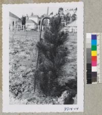 One of the Schleth irrigated Monterey pines planted April 1953 as 1-0 and photographed Jan. 9. It is same height as cane - 34 inches and has 5 whorls of branches in the 9 months since planted. Metcalf. Jan. 1954