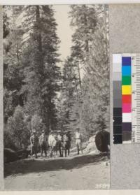 Using the park tree gun along the fire line on the McCormick controlled burn, Tuolumne County, September, 1928. Metcalf