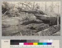 Redwood Utilization Study. Tree #831. View at the first break showing how the fire ate into the splinted portion and increased the breakage loss, possibly adding 50% of additional loss to that already caused by breakage. For comparison, note hat on top. E.F., March 20, 1929