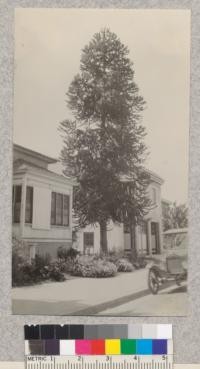 Large Monkey Puzzle tree (Araucana imbircata) in Salinas, California. It is about 17.5" diameter at breast height and 50 ft. tall. Note the large male flowers which look like cones. Metcalf. May, 1928