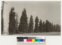 A fine row of Incense Cedars (Libocedrus decurrens) with two deodar cedars (Cedrus deodara) on a street in Altadena, California. While these trees grow slowly, they are hardy and make a fine tree where the parkway is wide enough. 1937. Metcalf