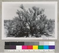 Smoke tree, Dalea spinosa, beside highway west of Needles. Metcalf. April 1954