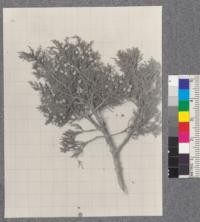 Juniperus occidentalis - Western Juniper - Davis - Drew 1920