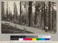 Jeffrey Pine - practically pure. Open stand on trail from Mono Meadows to Nevada Falls, Yosemite National Park