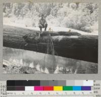 Redwoods above South Fork Eel River. See 6408. The smaller tree on top, which has been filled around by flood deposits. Note the new "adaptor" side root at "A". Ground line when tree was "washed" out is shown at B. Trunk was buried 13'. Man is Stanley Bee. U. C. '37. E. F. 8-2-37