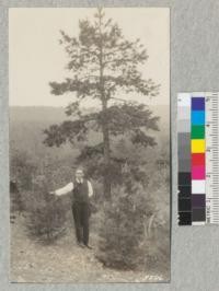 Pine planted on mineral soil dump 1920 as 2-0 seedlings. Jack pine (P. banksiana) left, Pitch pine (P. rigida) right. Tree in the rear is a natural seedling of shortleaf Pine (P. schinata) about eighteen years old. Prof Perry is in charge of nursery, dendrology and silviculture at Mont Alto