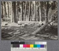 Incline, Madera Sugar Pine. Horizontal wooden roller to carry cable where no exceptionally heavy strain, - log to keep cable off ground near curve. 1921