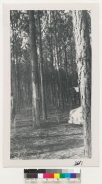 A 22 year old plantation of slash pine near Tallahassee, Florida, showing topping of one of the larger trees for turpentine. This is the 4th year for this "face" on the tree. Feb 1952. Metcalf