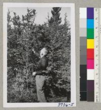 "Ranger Mac" McNeel of University of Wisconsin examines trees in the Pygmy Forest near Mendocino Woodlands. Trees shown are Cupressus goveniana (dwarf form), Pinus muricata, rhododendrons and other shrubs. August 1951. Metcalf