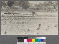 Forestry Department nursery taken from Hilgard Hall. 1920