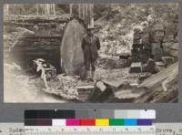 Redwood tree in Cunningham 40 in Montgomery Grove, near Orr's Springs, Mendocino County, California. April 1920. E.F