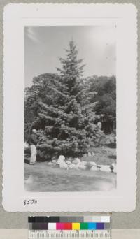 A fine white fir, Abies Concolor, 23 to 25 years old growing as an ornamental in a yard in Scotts Valley, Santa Cruz County. The full foliage, long needles and gray-green color of this tree makes it very attractive. Sept. 1951. Metcalf