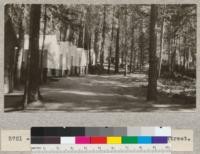 Line of tents from lower end of Camp street. Camp Califorest. July 1933. E.F