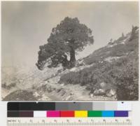 Juniperus occidentalis. Diameter 24" and 36". A group on Dusy Creek trail, Middle Fork Kings River. Sierra National Forest. 8-21-39. E.F