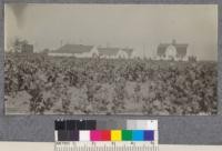 Buildings of the State Forest Nursery, Davis, California. In the foreground are some Platanus acerfolia grown from cuttings and in the middle ground a good stand of milo maize. July 1922