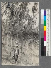 Eight or nine years old grove of Manna Gum near old farm buildings Wildcat Canyon on People's Water Company land, spacing 8x8 feet