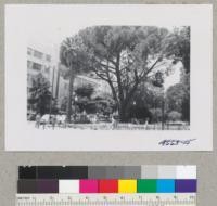 Tree of Pinus pinea, Italian stone pine and California fan palm, Capitol Park, Sacramento. July 1952. Metcalf