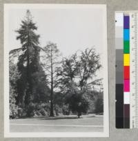 Redwood. The "Willy" tree near entrance to Giannini Hall, University of California Campus, Berkeley, California. View from the north. Willy redwood to left, ginkgo to right, Taxodium distichum in center. 9-6-44 E. F