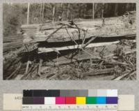 Redwood Utilization Study. Breakage. First break in tree#937. E. F. August, 1928