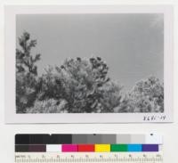 Cones of Pinus monophylla on Pine Mountain between Cuyama and Ojai. Metcalf. October 1952