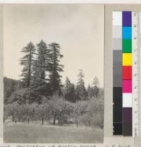 Redwood. Evolution of "spike tops". A 7-foot tree above the Madsen house at Redway (D. N. Falk place), dying back for 10-15' in top. Freshly red in 1937. Looked with field glasses for evidence of squirrel work, and found a few bark strips at base of tree, but could see no evidence of girdling at the top. Tree too difficult to climb. 8-21-37, E.F