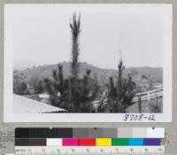 Tree #1 before pruning. Dr. McNulty's Monterey pine plantation in Healdsburg. March 10, 1955