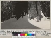 Dr. & Mrs. G. P. Burns pay a visit to the General Sherman tree, Sequoia National Park, in 5 feet of snow. March 1935. Metcalf