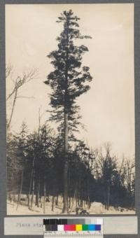 Pinaceae Pinus strobus - White Pine Forest tree