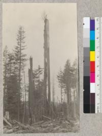 A tall redwood "snag" with a sprout in the top, killed a few months previous by fire. The snag is less than a shell, but there is a continuous strip of bark on one side connecting the sprout to the root. This shows the remarkable tenacity of redwood to retain life. Snag is about 8 ft. in diameter and 175 ft. high. June 1923, E.F