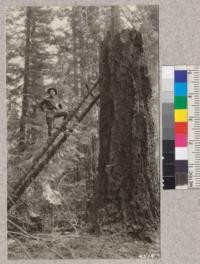 Sometimes one has to climb to put out a fire. Ranger Hufford of Shasta County built a ladder and packed water to put out a fire in the top of this Douglas fir snag. Metcalf. 1928