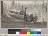 Several logs "bunched" for the high wheels, Clover Valley Lumber Company, Camp 8, Loyalton, California. Professor R. C. Bryant shown on top of logs, and R. W. Ayres standing. August, 1925