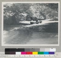 Old uprooted stump of a redwood showing effect of flood depositions. Redwood region. Bohemian Grove, Russian River. See #7435. 7/22/48 E.F