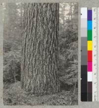 Sugar pine, 36 inch diameter at breast height near new Camp Califorest office. July 16, 1939. Emanuel Fritz