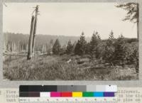 View of the Island in Silver Lake near Camp Califorest. Notice the dead Lodgepole pine on the borders in the distant background and the line of young Lodgepole pine on the Island marking high water. The camera was set up in a body of grass, shown in the picture, which grew as the water receded after the gates were opened to obtain water for the Spanish Peak Lumber Company's sawmill. The tree on the knoll of the Island on the right-hand side is a Jeffrey pine. August, 1926