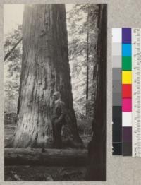 The south face of the flat-iron tree in the Metropolitan Company's tract on Bull Creek Flat. The tree is 6 ft. across at this point as compared to 3 ft. wide between the narrow and broad points of the flat-iron cross section. E.F. June 1931