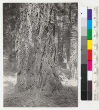 Douglas fir. 62'' diameter at breast height near Bear Creek road, 100 yds. from Camp Califorest, Plumas County, California. June 1, 1939. E.F