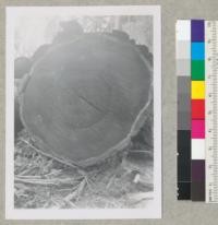 Redwood. A 55'' log containing stringy heart rot. Bear Creek (Pacific Lumber Company) off Redwood Highway above Scotia. E.F. 8/27/53