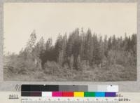 Butte Creek Plot Number 1. Taken from road. Site 90' at 50 years. Volume 98,000 1 acre. Age 68 years. 1925. White fir