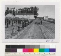 Monterey pine planting at Schleth place, Petaluma. The trees to left were planted Apr. '53 and irrigated. Trees to right the same stock dug from bed and planted Jan. 1954. Some replants December 1953