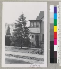 White fir, Abies concolor, as an ornamental on lawn at 800 block Arlington, Berkeley. Tree about 25 years old. Metcalf. December 1952