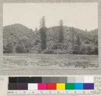 Isolated and solitary redwood trees of great size. Upper Mattole basin near Thorn. Diameter estimated from distance at 6-8 feet and height 200 feet+. Approximately in Sec. 5, T5S R2E. Foreground a poor pasture, background brush. Nearest redwood about 1 mile up Mattole River on Warren property. E. F. July 27, 1932