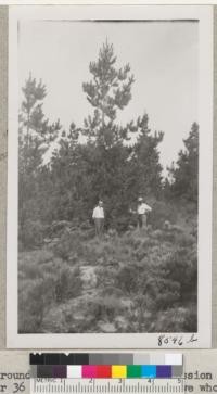 Monterey pines and Torrey pines (background) in the La Purissima Mission Park near Lompoc, California. Planted 1935 or 36 under direction of Ed Rowe who is shown in the picture with Syd Anderson. Sept. 1950. Metcalf