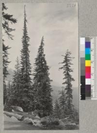 Slender spires of Black Hemlock (Tsuga mertensiana) with western White Pine (right) and Red Fir (left) near Echo Lake summit. Eldorado County. 1926. Metcalf