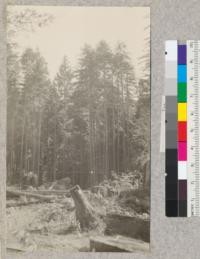 Big River, Mendocino County, California. Redwood Second Growth Cutting Experiment plot. Showing edge of stand remaining after flat was cut out. Douglas fir left of center. March 1923, E. Fritz